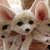 Handful Of Fennecs