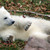 Lazy Polar Bear