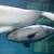 Baby Beluga