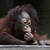 Brooding Orangutan