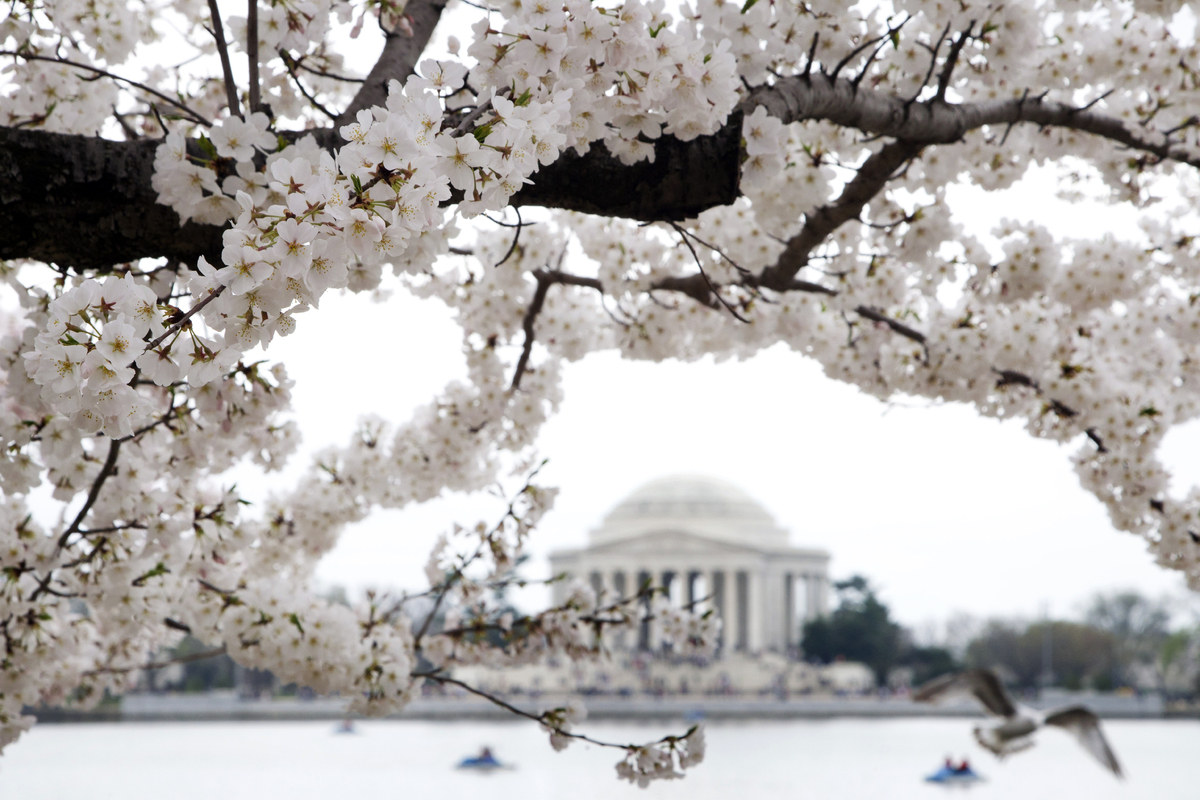 Dc Cherry Blossoms Social Media Celebrates Peak Bloom In Washington