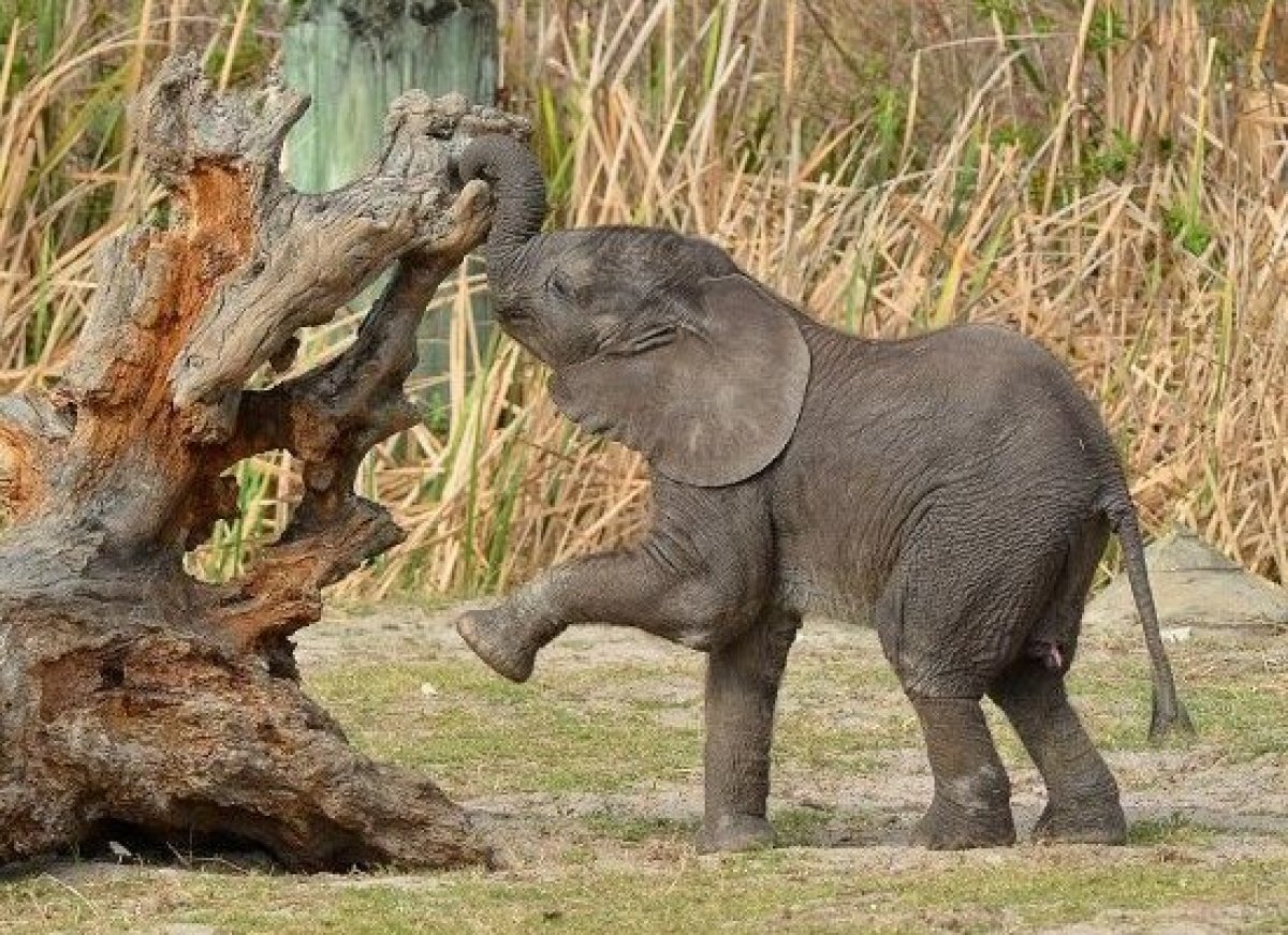 Cute Baby Animals: The Newest Zoo Arrivals | HuffPost