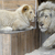 FRANCE-ZOO-LION