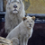 FRANCE-ZOO-LION