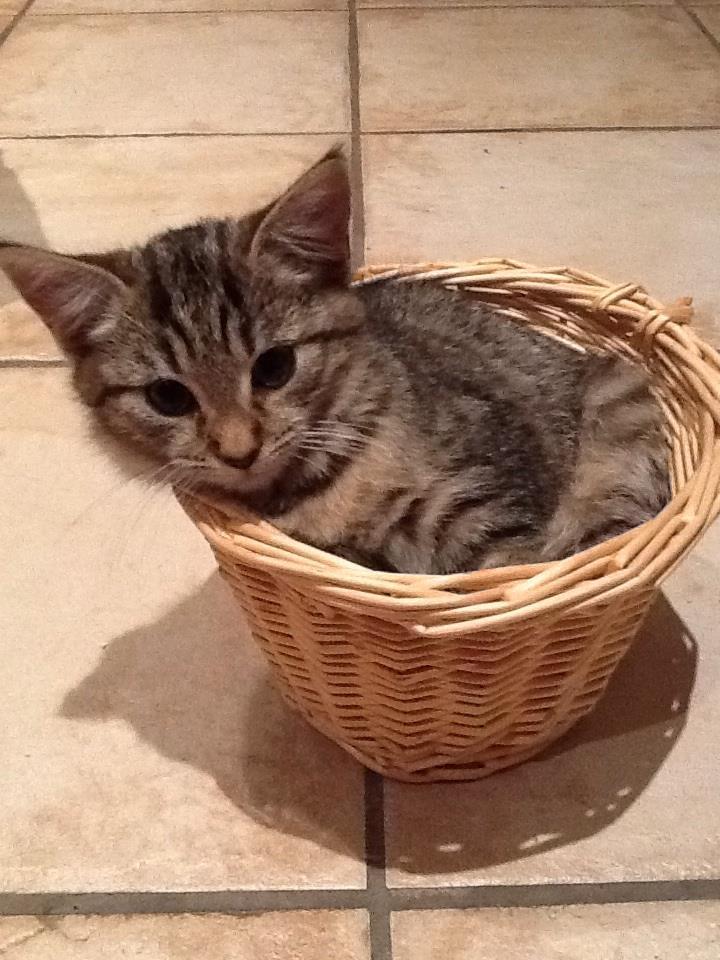 27 Adorable Animals In Baskets (PHOTOS) HuffPost