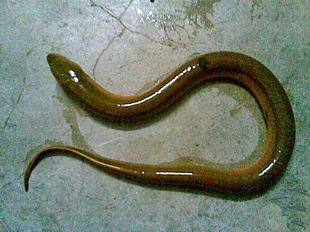 Live Eel Porn - Live eel anal - Porn clips
