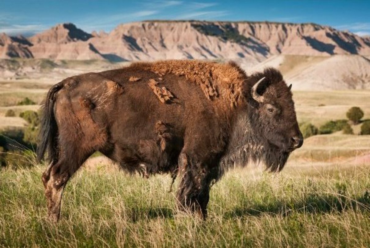 The Most Iconic Animals in America's National Parks | HuffPost