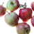 Apples