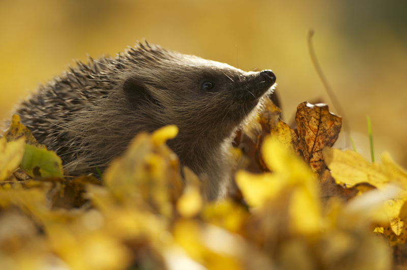 British Wildlife Photography Awards Showcase Islands Amazing