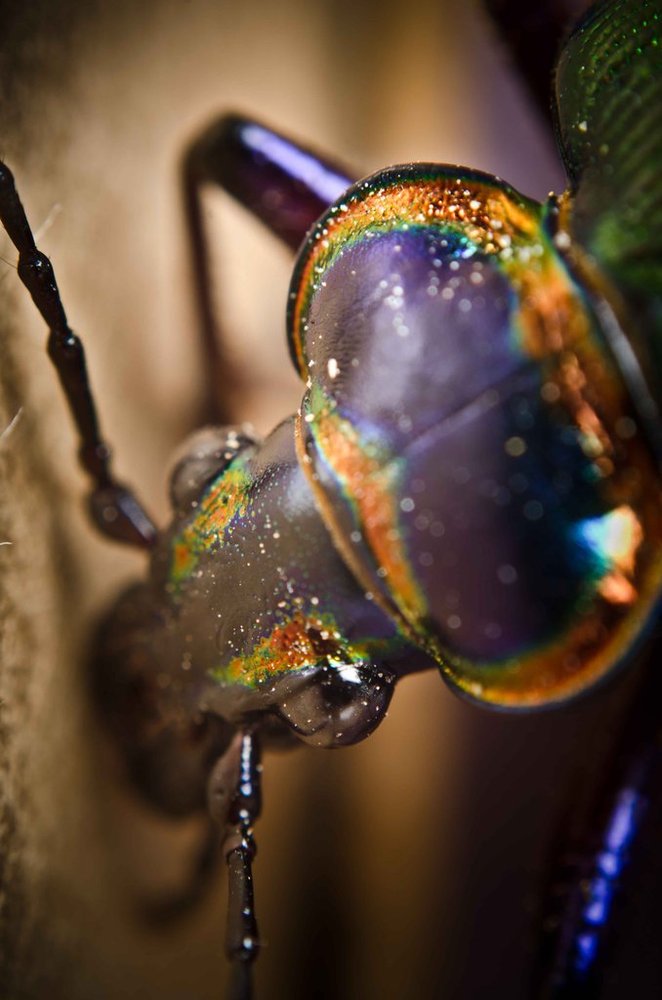 Bug Photography May Not Be Cute But Its Still Insanely Cool Photos