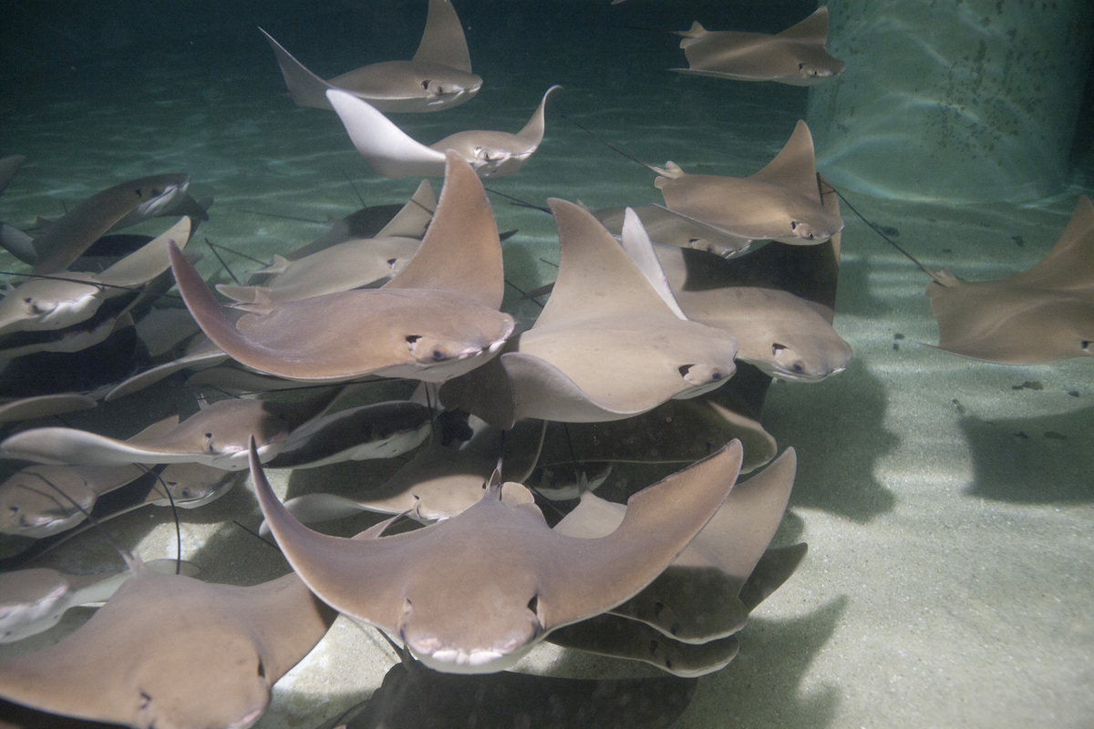 Shedd Stingray Touch Aquarium Invites Guests Get A Feel For Stingrays In New Exhibit (PHOTOS