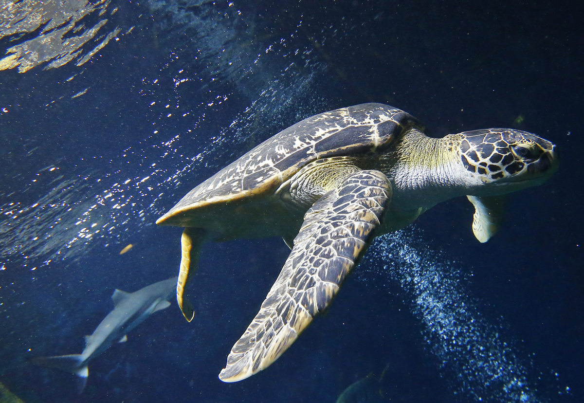 Sea Turtles Eating Plastic At Record Rates Amid Surge In Pollution Huffpost 