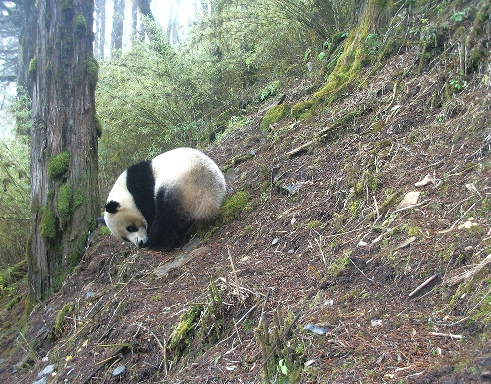 Giant Panda Camera Trap Captures Elusive Animals In Chinese Wilderness