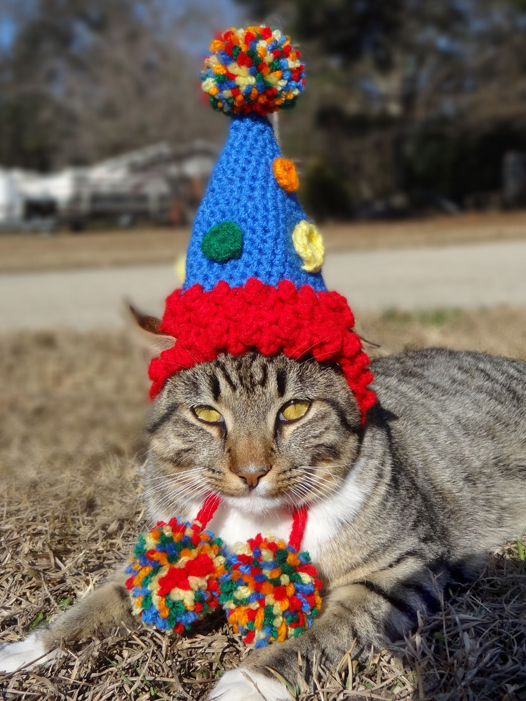 Cats In Hats Go Viral As Etsy Artist Meredith Yarborough's Feline