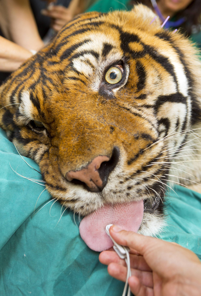 Tiger getting acupuncture for ear infection