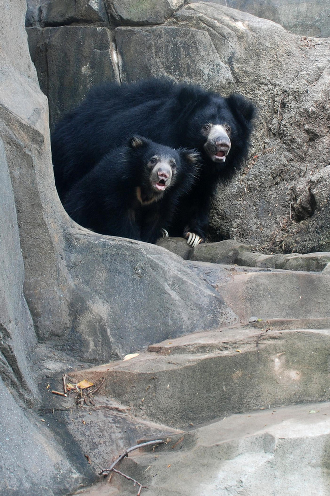 Hank, The National Zoo's Sloth Bear Cub, Makes Adorable First Public