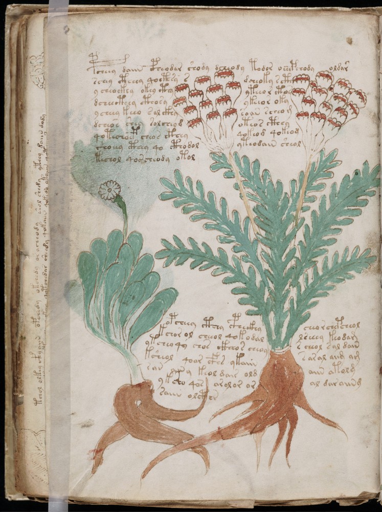 voynich manuscript fountain of youth