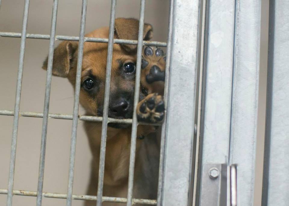 PAWS Chicago Rescues More Oklahoma Pets NoKill Shelter Returns With