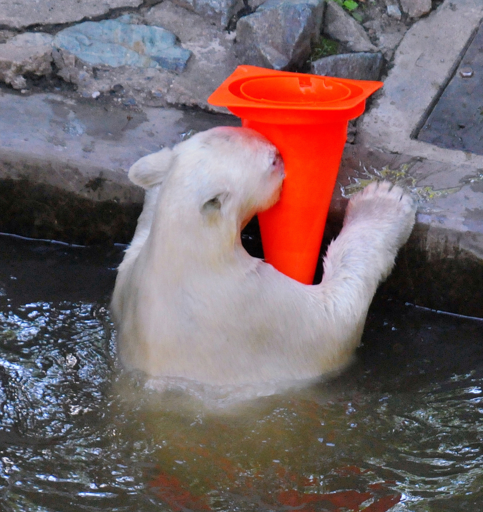 Nanuk The Polar Bear Really Loves His Traffic Cone Toy (PHOTOS) HuffPost