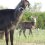 Waterbuck Calf Bomb