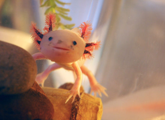 Axolotl Philippines