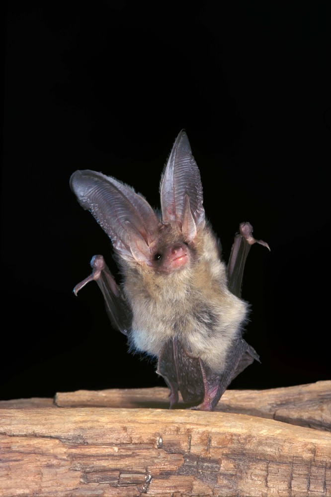 Flipping A Picture Of A Bat Upside Down Makes Them Look Like They're Partying (PICTURES