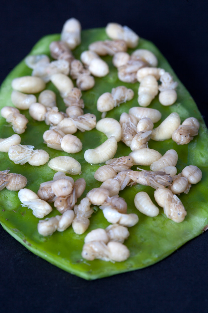 What Does A Stir Fry Made With Cat Food Taste Like? Short Answer Not