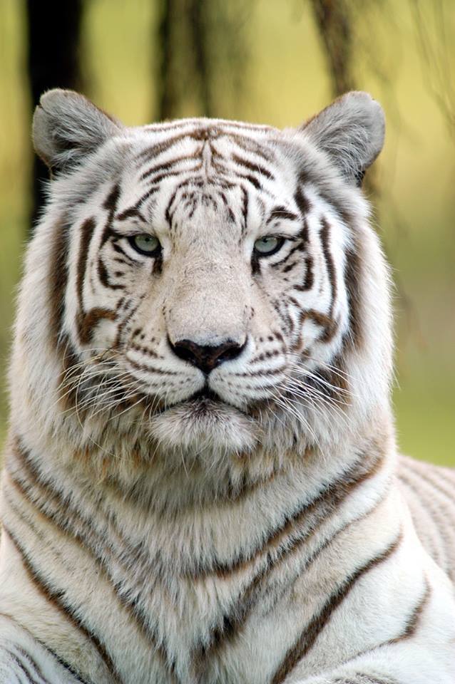 Carlita Dead White Bengal Tiger Dies At Zoo Miami (PHOTOS