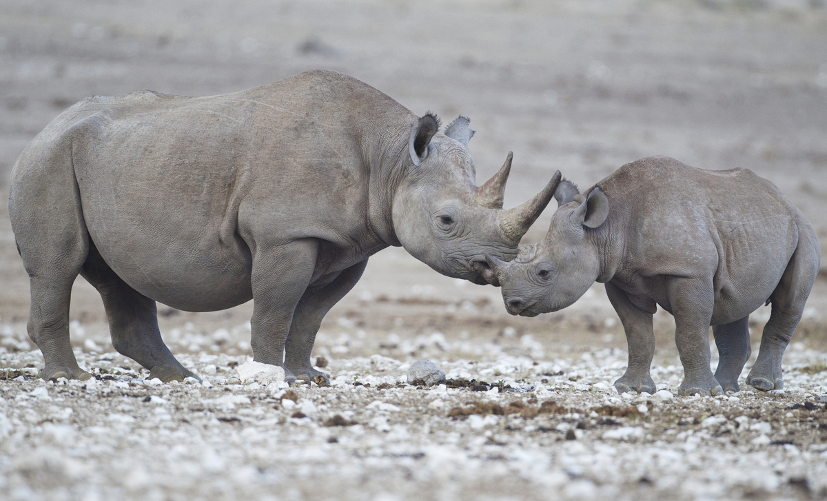 Earth Has Entered First 'Mass Extinction' Since Dinosaurs, Study Warns