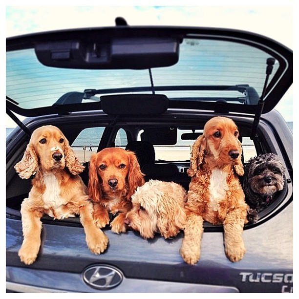 Best Places For Dogs And Their Owners To Live In America (PHOTOS