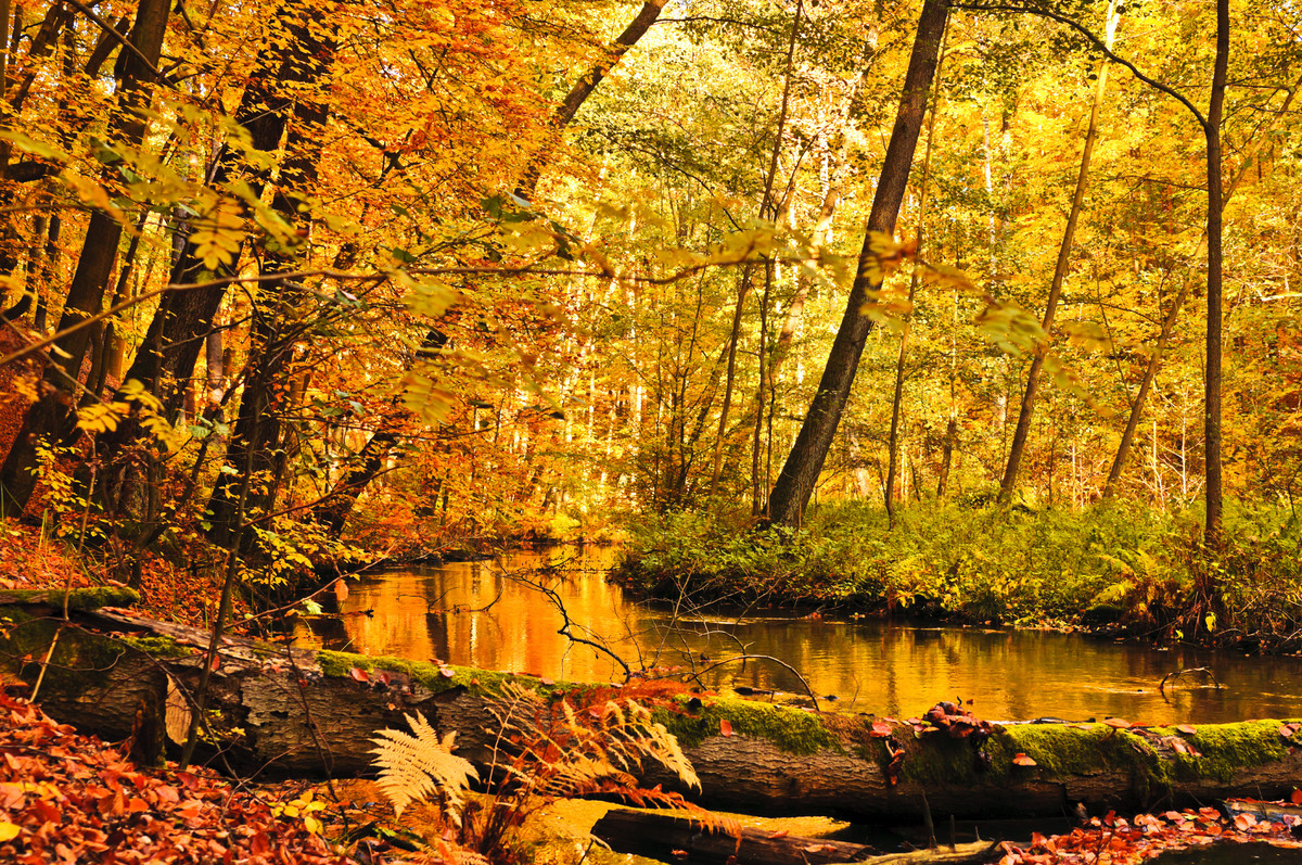 Fall Is Here! 12 Reasons To Celebrate | HuffPost