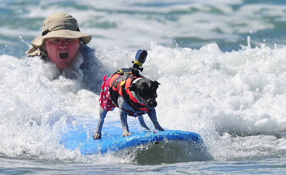 Surf Dog Competition Lets Gnarly Pooches Hit The Waves (VIDEO, PHOTOS