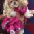 Honey Boo Boo Dog