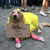 Big Bird Dog