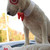 Target Dog