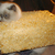 Cat Rice Krispie