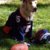 Tebow Dog