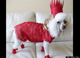 Mini Gaga
