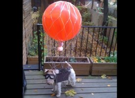 Shuggie The Hot Air Balloon Dog!