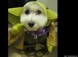 Yodadog