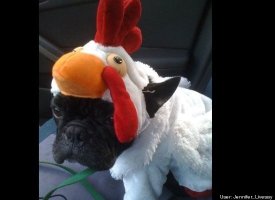 Chester the Chicken