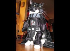 Darth Vader Kitty