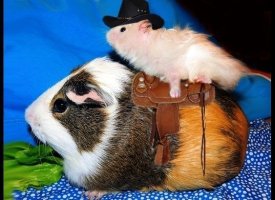 Cowboy Hamster/Guinea Pig Horse