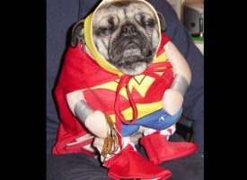 Wonder Woman Dog