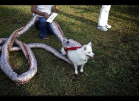 Snake Bait