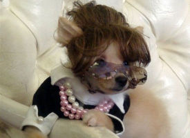 Palin Pup