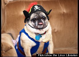 Pirate Pug