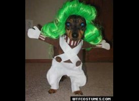 Oompa Loompa Dog