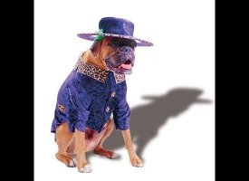 Pimp Pup
