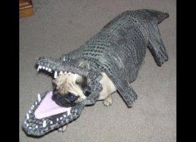 Gator Pug